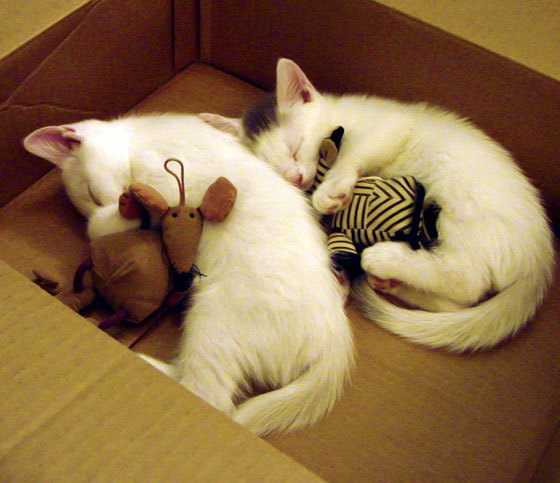 “美洲狮队进军橄榄球冠军赛决赛，世界橄榄球格局或将改变”