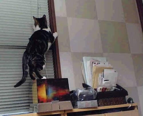 哈兰德闪耀欧冠赛场，再次打破进球纪录