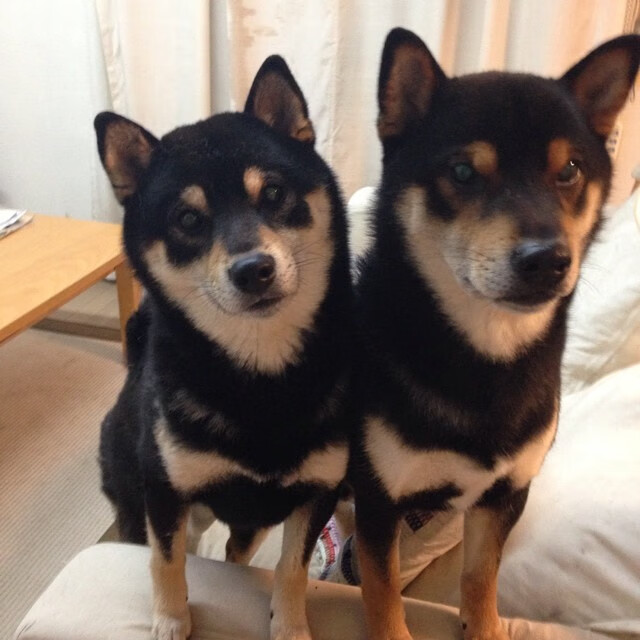 奥康纳的精准踢球稳定袋鼠队比赛节奏,奥康纳足球