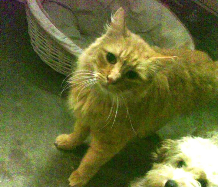 美洲杯争夺队：攻守兼备，战术百变，美洲杯的比赛