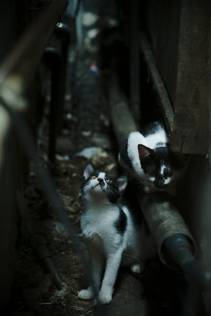 中国足球联赛注重青训体系建设和推广，中国足球青训理念